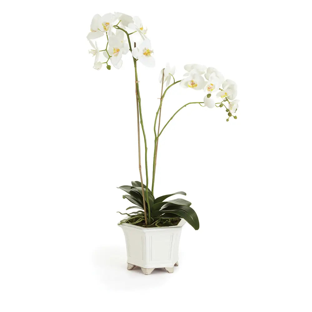 Barclay Butera Phalaenopsis - 31"