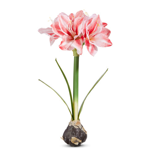 19" Real Touch Amaryllis Bulb