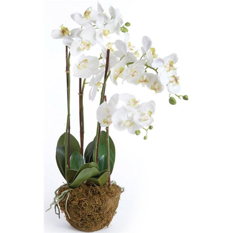 Phalaenopsis Orchid Drop - 30"